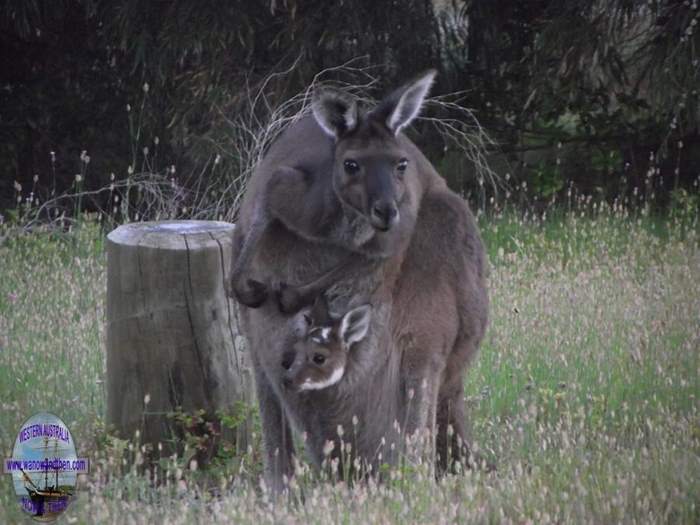 Western Grey Kangaroo